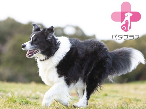 ペタプラスYORISOUカラー／３色４サイズ　犬の首輪　体幹強化に加え血流促進、神経コンディショニングで愛犬をサポート　散歩にも使える