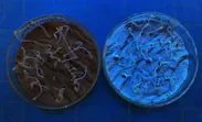 紫外線照射下における、通常の肥料で成長した水菜(左)と、量子ドット型ナノ肥料で成長した水菜(右) シャーレを用いた発芽実験