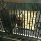 動物愛護センターにいた2代目セラピー犬