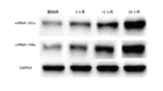 (図6)1年間におけるFPPによるmiRNA-181a及びmiRNA-146aの発現量の変化