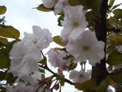 新種の八重桜「はるか」
