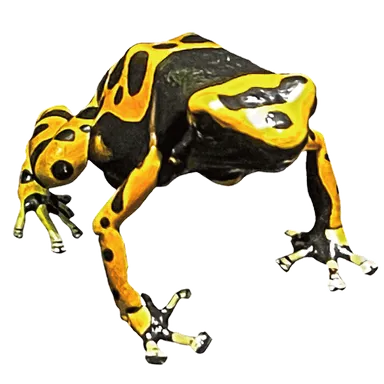 キオビヤドクガエル ※画像はイメージです