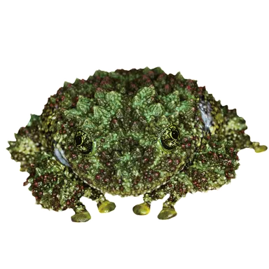 コケガエル ※画像はイメージです