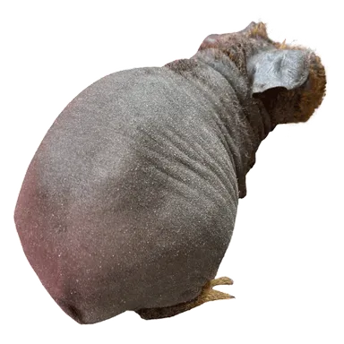 スキニーギニアピッグ ※画像はイメージです