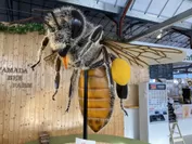 二ホンミツバチの模型（ｃ）山田養蜂場みつばち農園