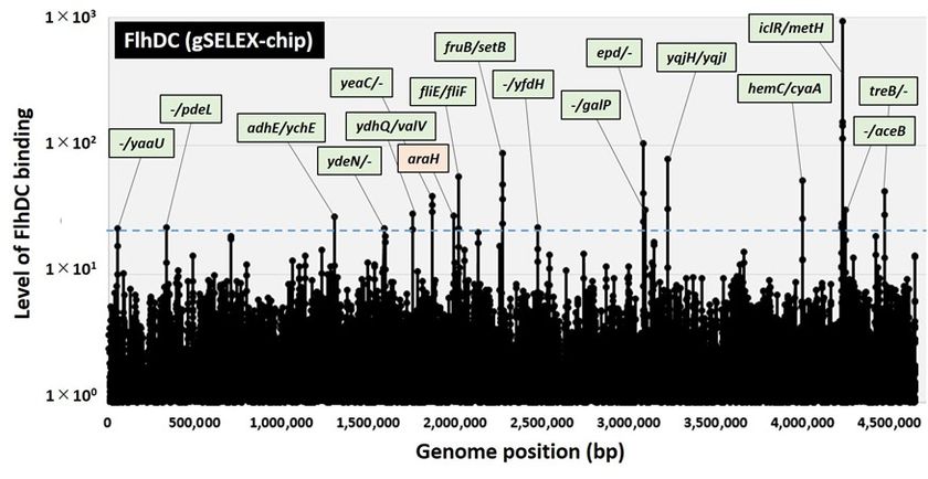 微生物の運動性とエネルギー生産の協調的制御機構を同定
～微生物の病原性の理解や物質生産への応用に期待～