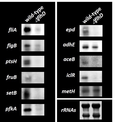 微生物の運動性とエネルギー生産の協調的制御機構を同定～微生物の病原性の理解や物質生産への応用に期待～