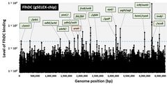 図１．本研究グループにより独自に開発されたGenomic SELEX法を用いて同定されたFlhDCの大腸菌ゲノム上の結合領域。結合領域に隣接する遺伝子名が示されている（緑色は遺伝子間領域、橙色は遺伝子上領域を示す）。