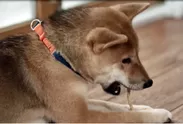 歯みがきロープを食べてる愛犬