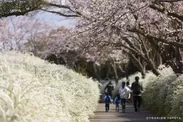 桜とユキヤナギ(愛知県緑化センター)
