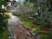 椿の庭園