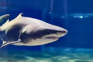 超サメの新世海