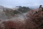 3万本の桜で埋め尽くされる吉野山