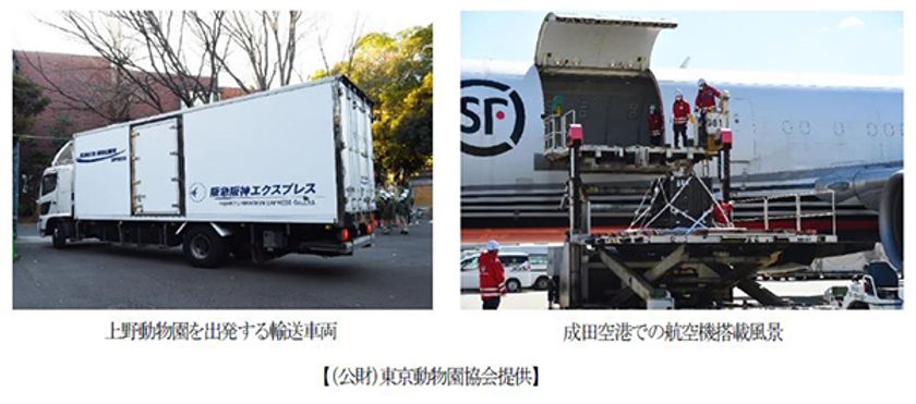 恩賜上野動物園から中国・四川省成都へ
シャンシャンの中国返還をサポートしました。