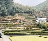 段々畑で栽培を続ける佐川町の茶畑