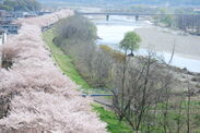 多摩川堤防沿いに2.5kmにわたり咲く桜並木