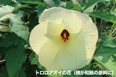 トロロアオイの花