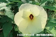 トロロアオイの花