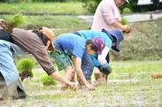 山香町の田んぼ再生計画での田植え