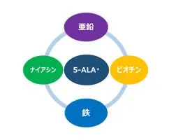4つの栄養機能成分
