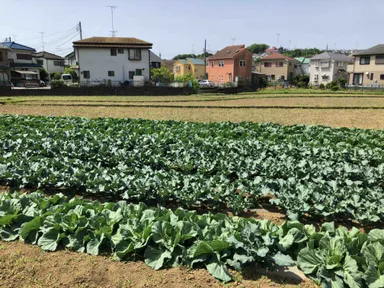 ファームマチダ東京_畑