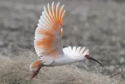 新潟県の鳥 トキ