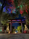 2022年信玄光芸術竹灯籠の写真(1)