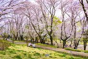 鶴間公園ソメイヨシノ(水道道と桜テラス)