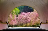 トンネル桜
