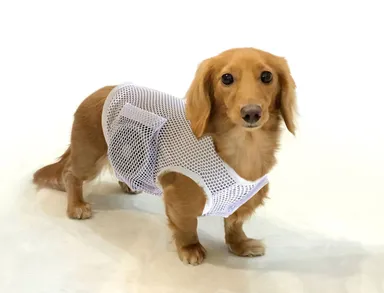 空調ペット服 COOLDOG