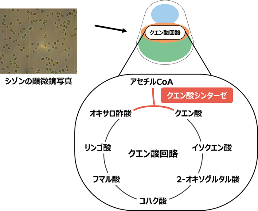 温泉紅藻から触媒効率の高いクエン酸シンターゼを発見
明治大学大学院農学研究科 西井麻貴・小山内崇准教授らの研究グループ