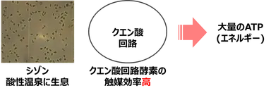 図３