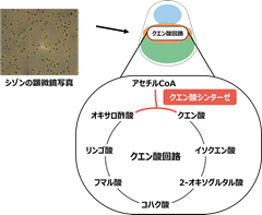 図１