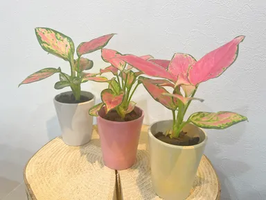 生活のたのしみ展では「マザーの日」を限定販売