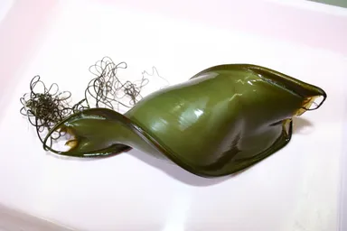 シマネコザメの卵