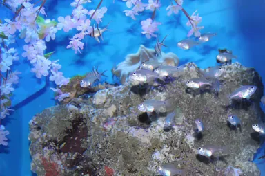 モモイロテンジクダイ