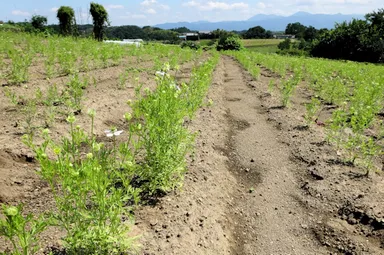 雑草退治が行き届いたニゲラ畑