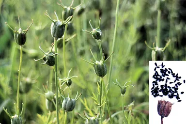 収穫が近づいたニゲラ(莢が褐色になると収穫)