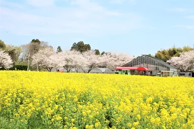 桜×菜の花の共演も　※過去開催の様子