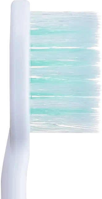 付替システマ側面