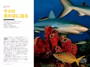 『真説・サメ　謎に満ちたすごい生態』中面
