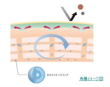 セラミドナノスフィア図
