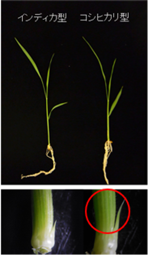 高CO2環境でイネを増収させる「コシヒカリ」由来の遺伝子を発見
―気候変動下での持続可能な稲作に貢献―
明治大学大学院 農学研究科の山本 英司特任講師はゲノム解析で貢献