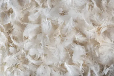 鳥の羽根(イメージ)