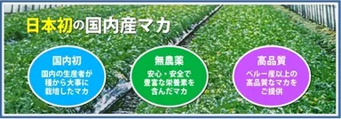 日本産マカの特徴
