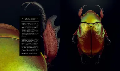 『絶滅危惧昆虫図鑑』中面