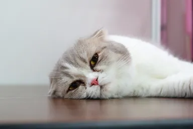 かわいい猫と触れ合える「チャンピオンキャットカフェ」