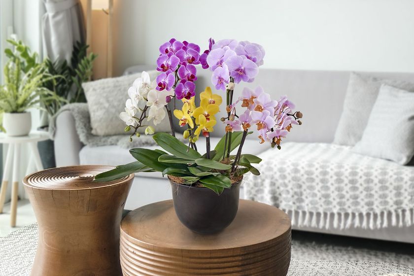 花のサブスクリプションサービス
「ハナノヒ365days」から新コース2種類、
お花とともに贅を極める「Kiwami」 と
推し活を華やかに演出する「推しに捧げる」
4月7日(金)申込受付開始
～生産者と専任バイヤーこだわりの旬の生花や鉢植え、
推しカラーの生花を毎月お届け～