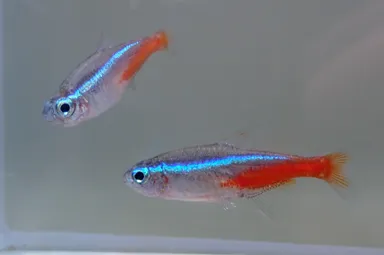 青色や水色の魚たちがネモフィラと共演