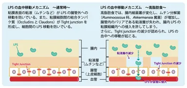 LPSの血中移動